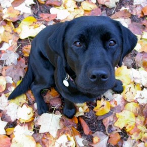 lottie